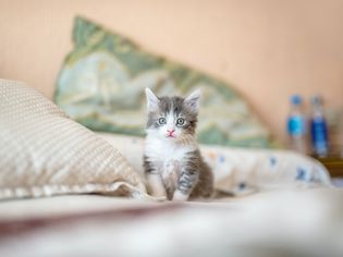 A gray and white kitten sitting on a bed