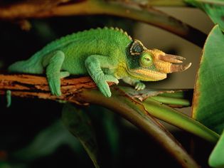 Jackson's chameleon sitting on a tree branch.