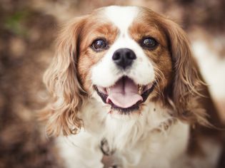 布伦海姆骑士查尔斯王猎犬