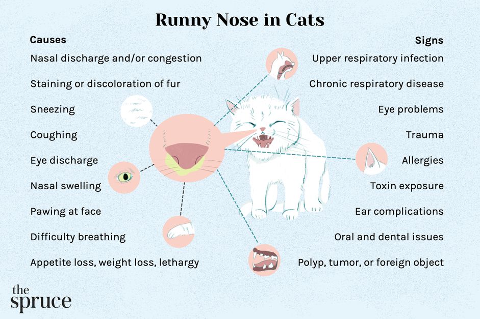 猫流鼻涕