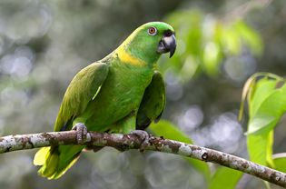 黄午睡鹦鹉(Amazona auropalliata)，哥斯达黎加