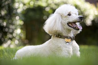 White poodle lying in grass