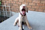 labrador retriever puppy yawning