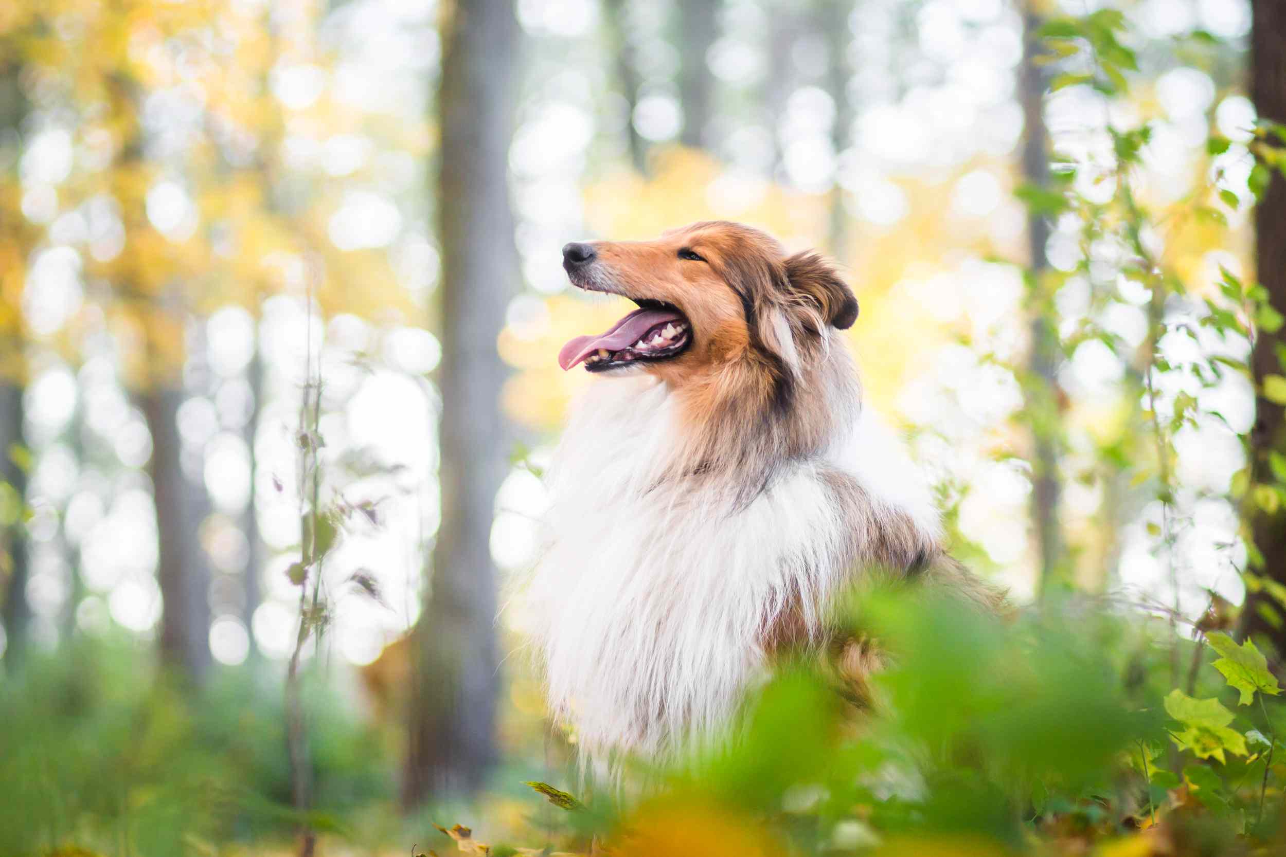 森林中粗牧羊犬的侧面