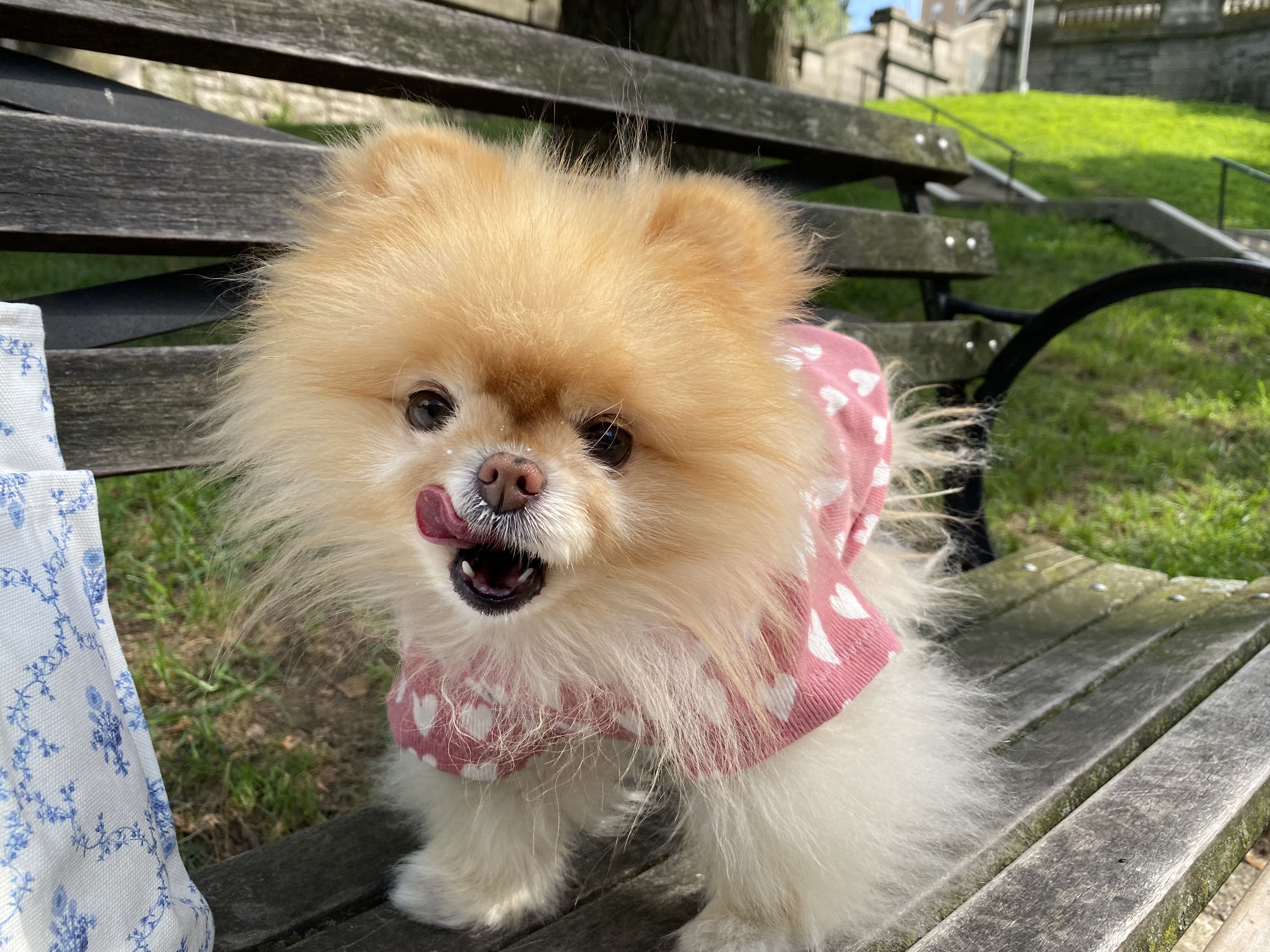 Gidget pomeranian dog ice cream taste test