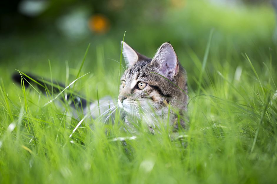 小猫在草地上