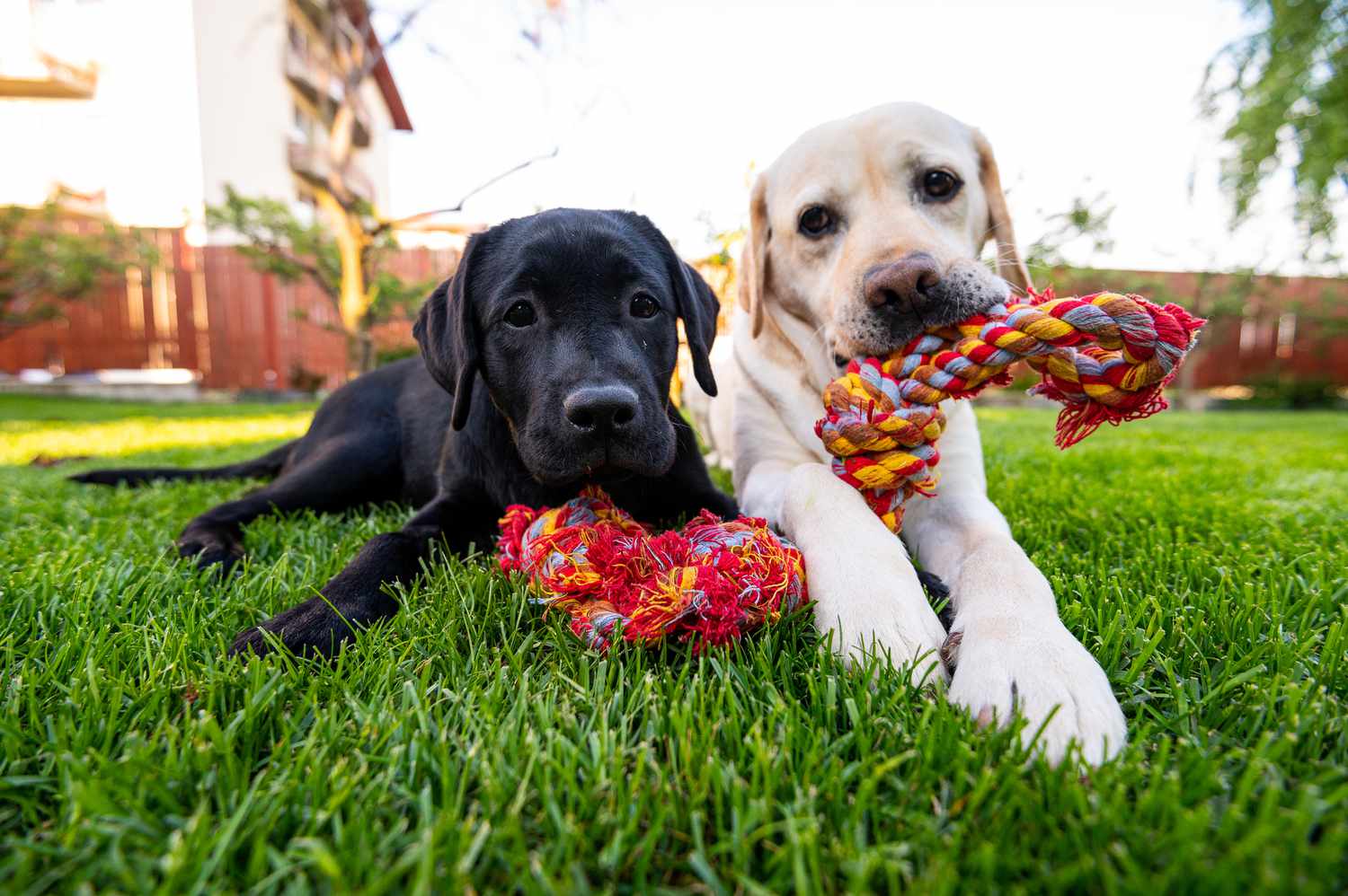 Black Lab and Yellow Lab puppies playing outside with a rope toy