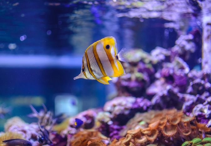 咸水水族馆里的珊瑚鱼