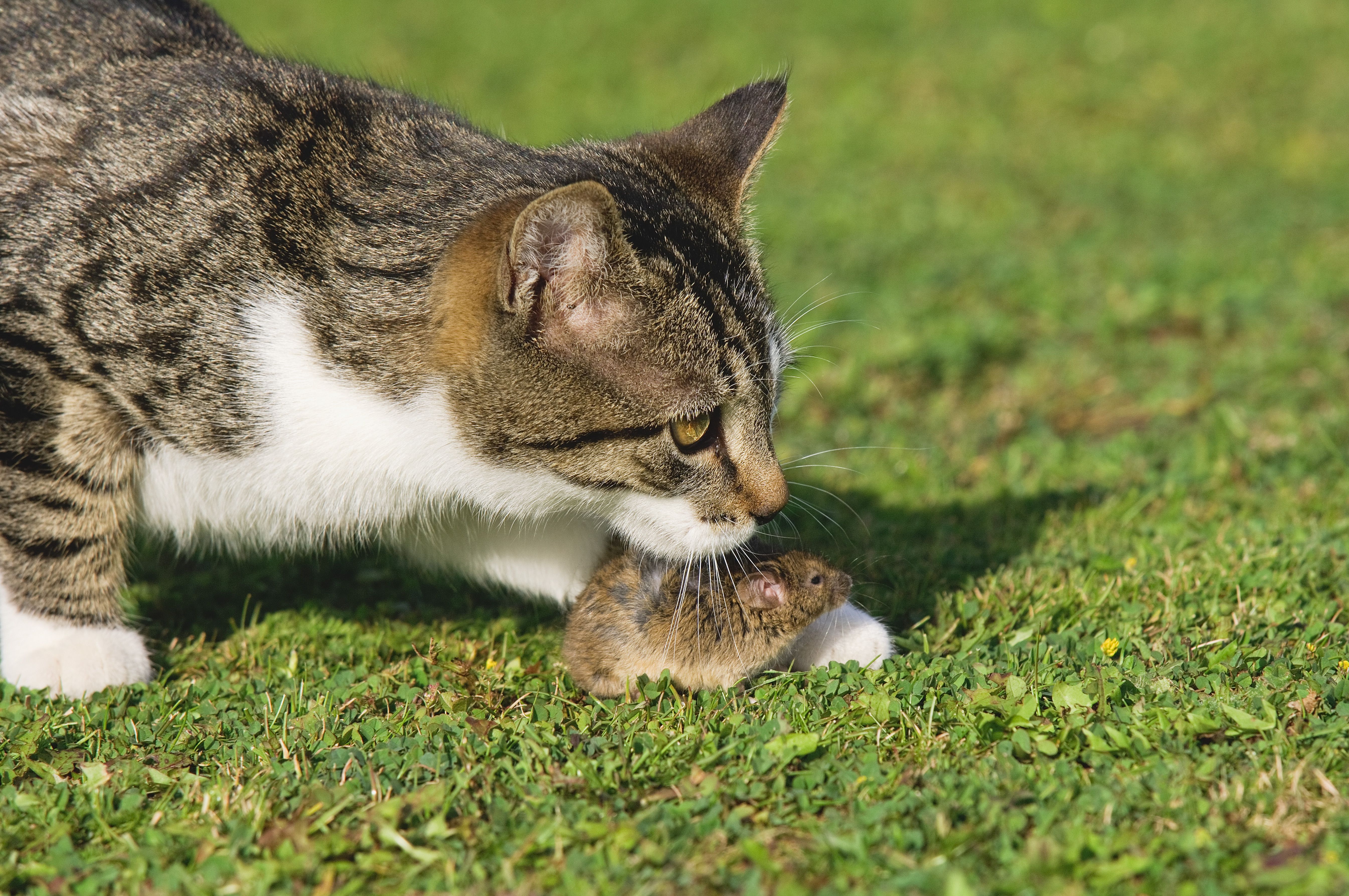 猫和老鼠