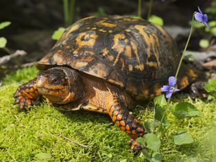 Eastern Box Turtle