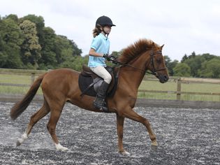 Girl riding a chestnut horse, side view