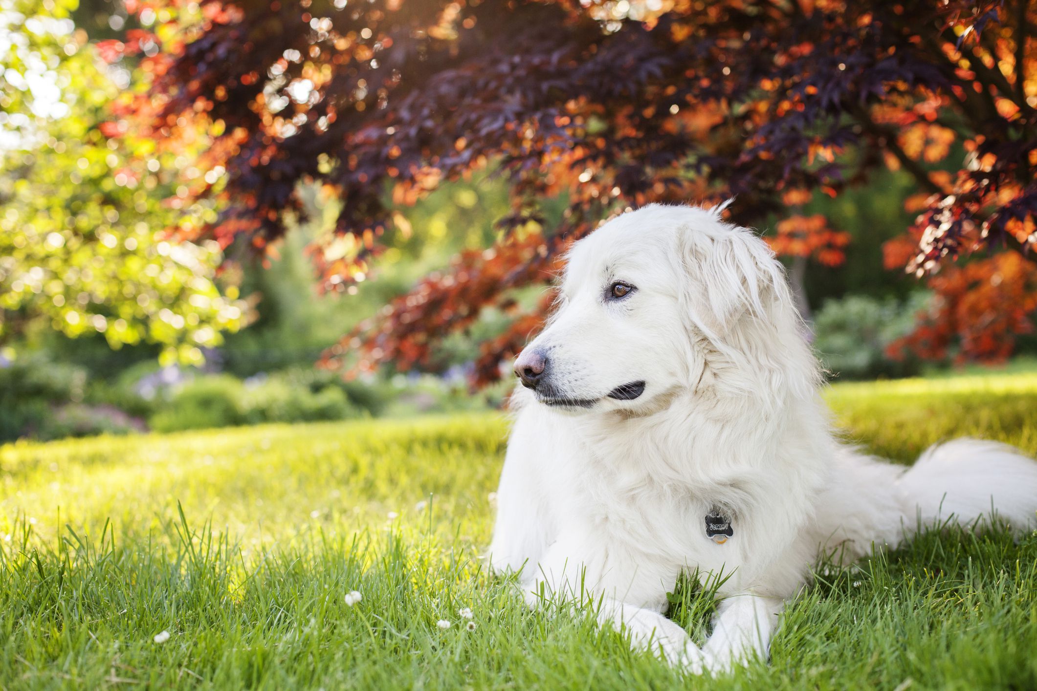 大白熊犬