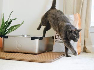 Gray cat jumping out of a robotic litter box