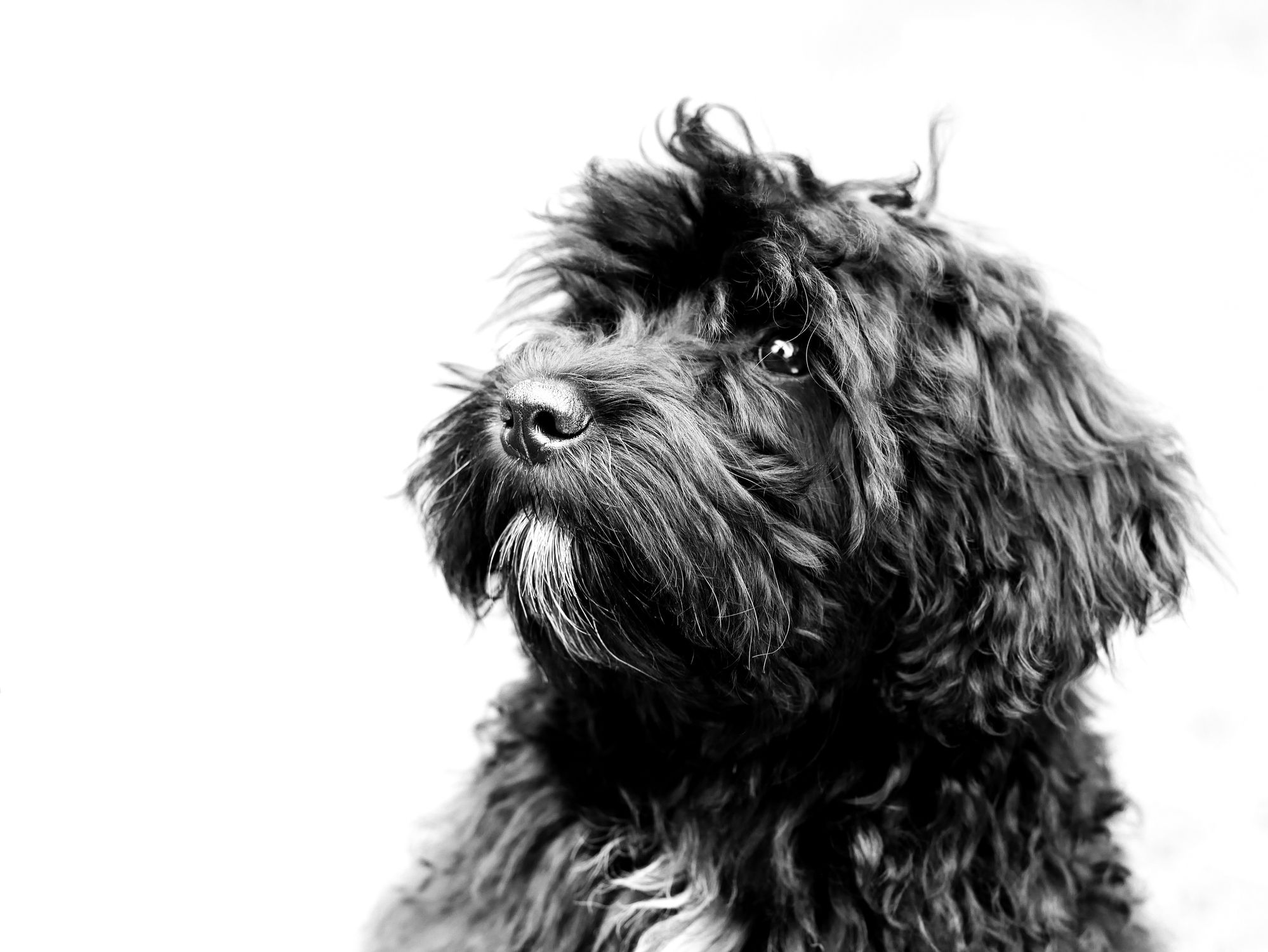 Schnoodle looking away.