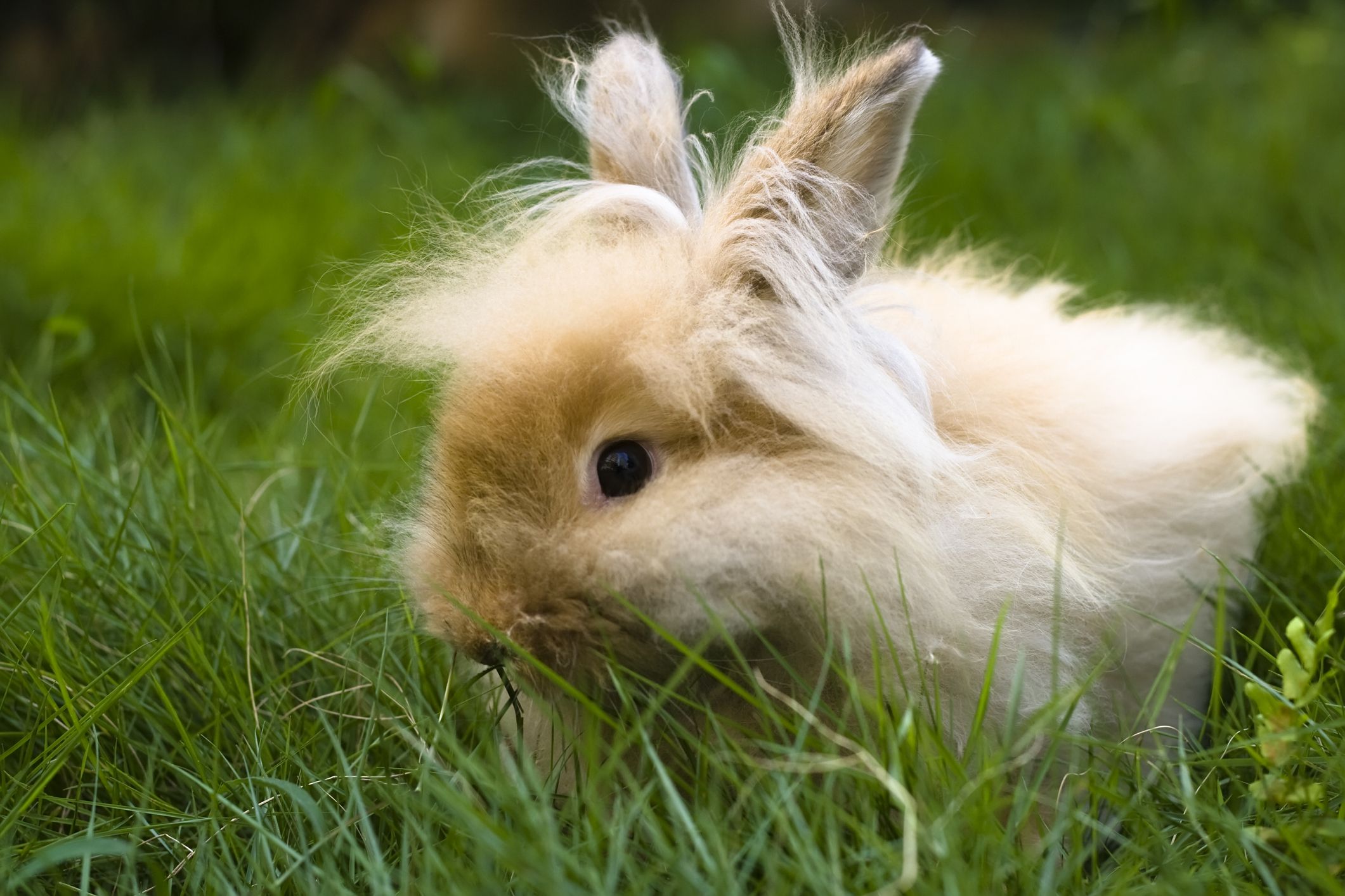 Rabbit with long hair.