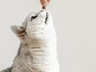 cat getting a treat