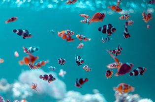 Tank full of clownfish with blue background