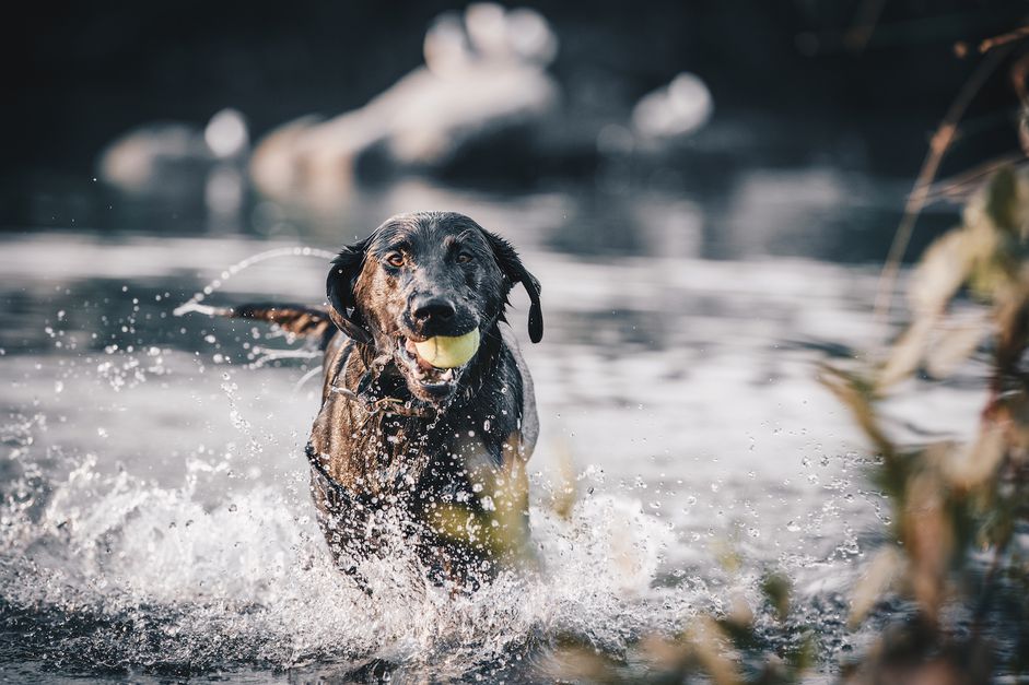 水中的拉布拉多猎犬