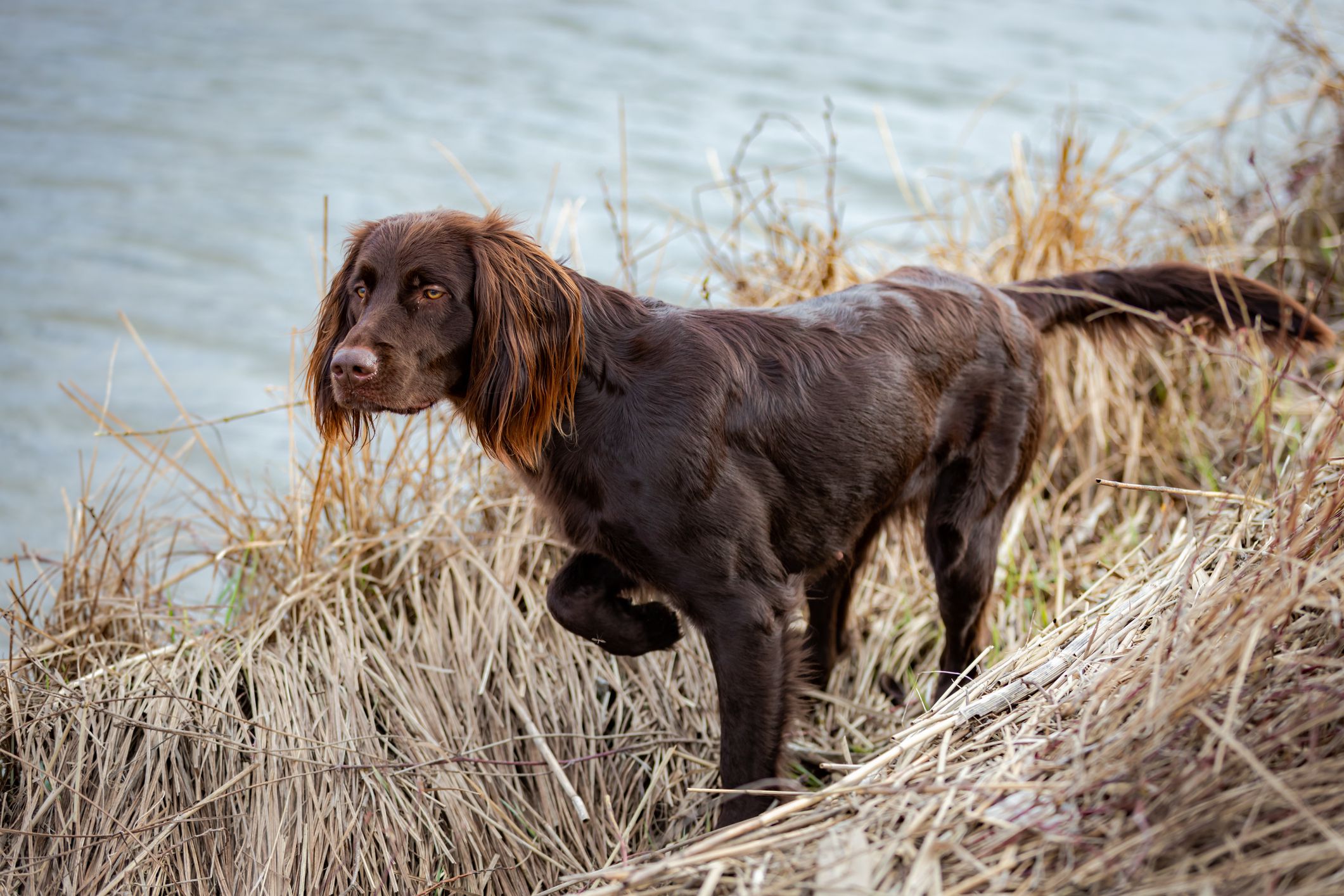 German Longhaired Pointer in tall, dry grass on the shoreline