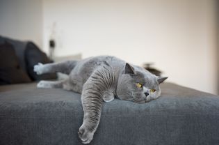 lethargic cat