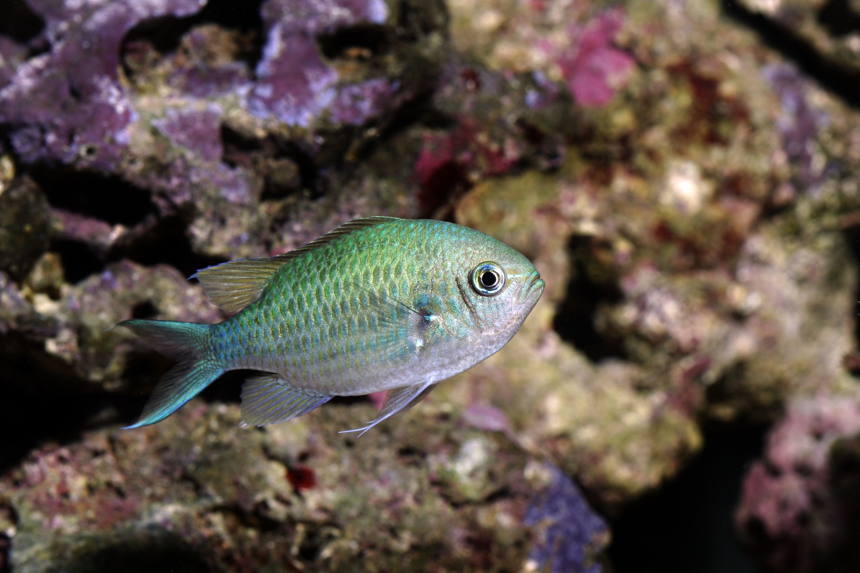 Blue green chromis clownfish tankmate