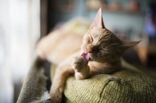 Orange tabby cat grooming his paw