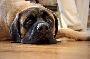 English Mastiff