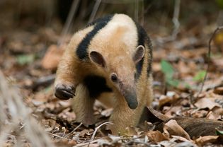 Lesser anteater walking