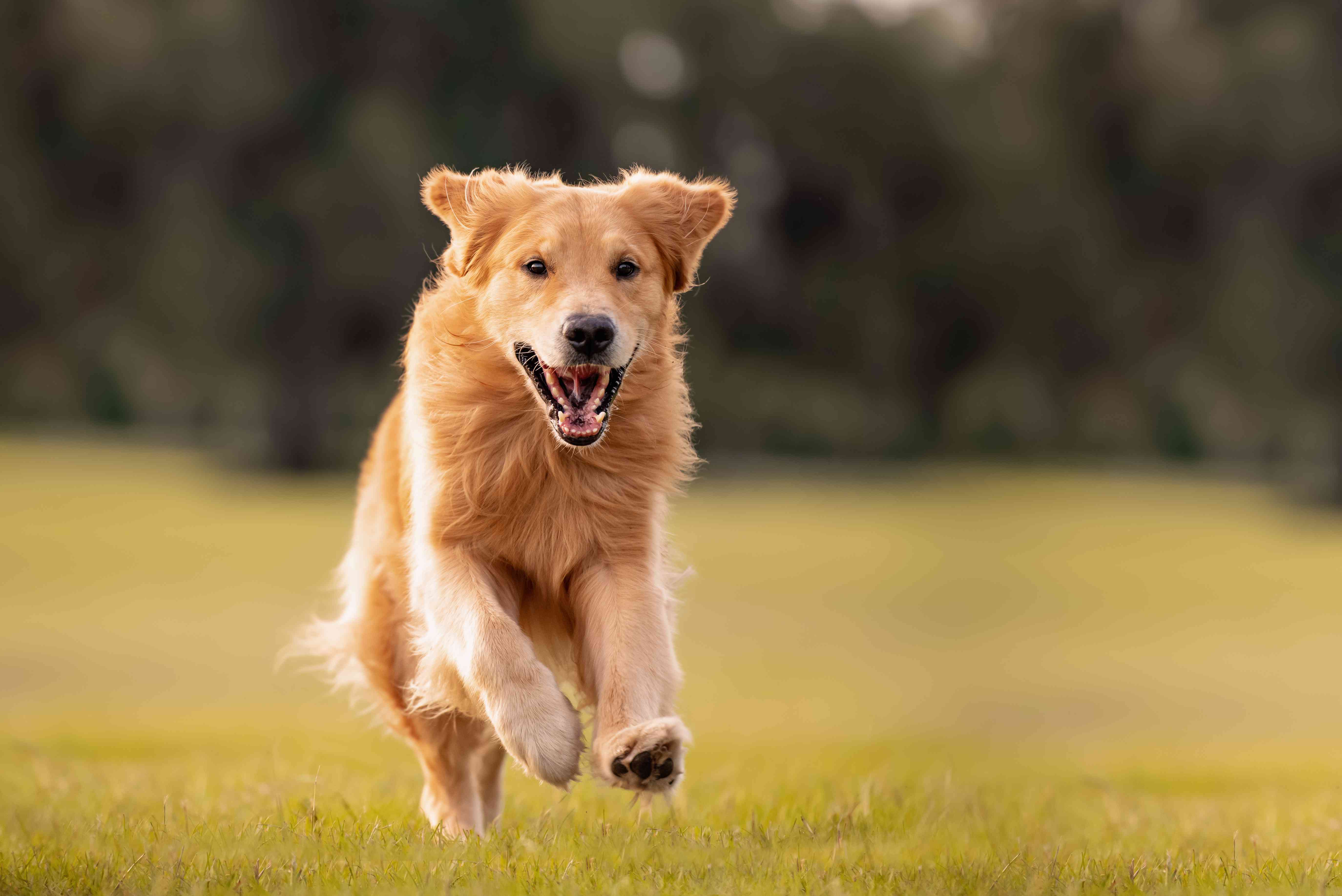 金毛猎犬的狗