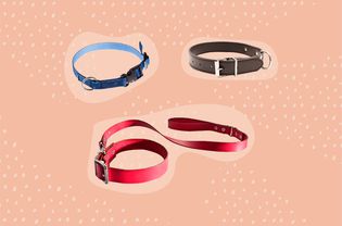 Best Dog Collars