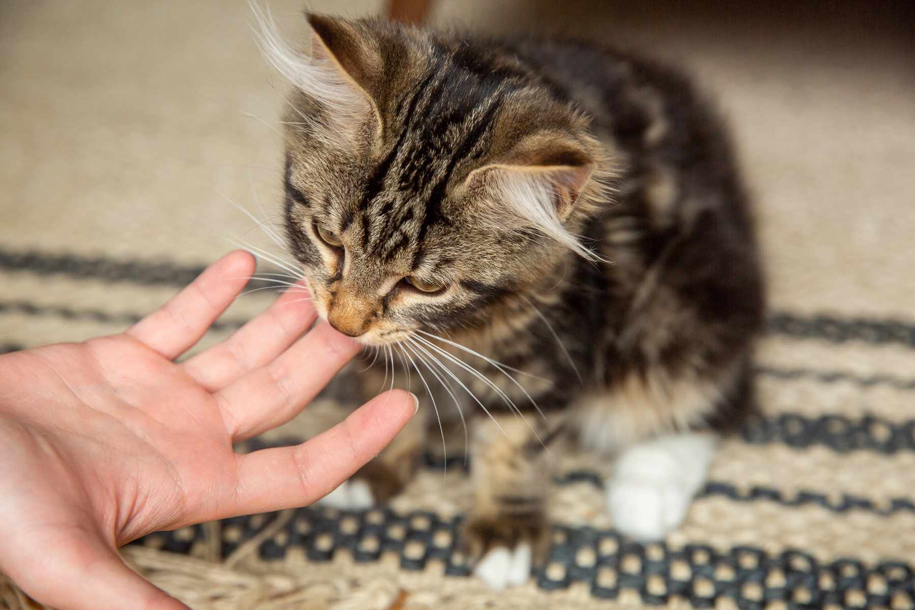 棕褐色的小猫咬主人的手指