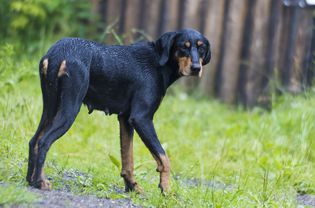 特兰西瓦尼亚猎犬(Erdelyi Kopó)