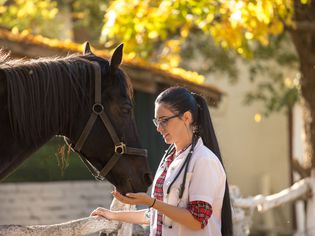 Veterinarian with horse