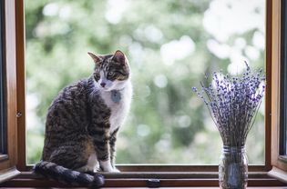 cat and lavender