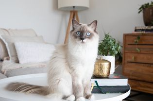 Long haired white and gray cat sitting on coffee table