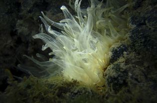 An aiptasia anemone