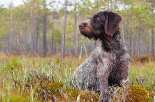 German wirehaired pointer sitting in a forest