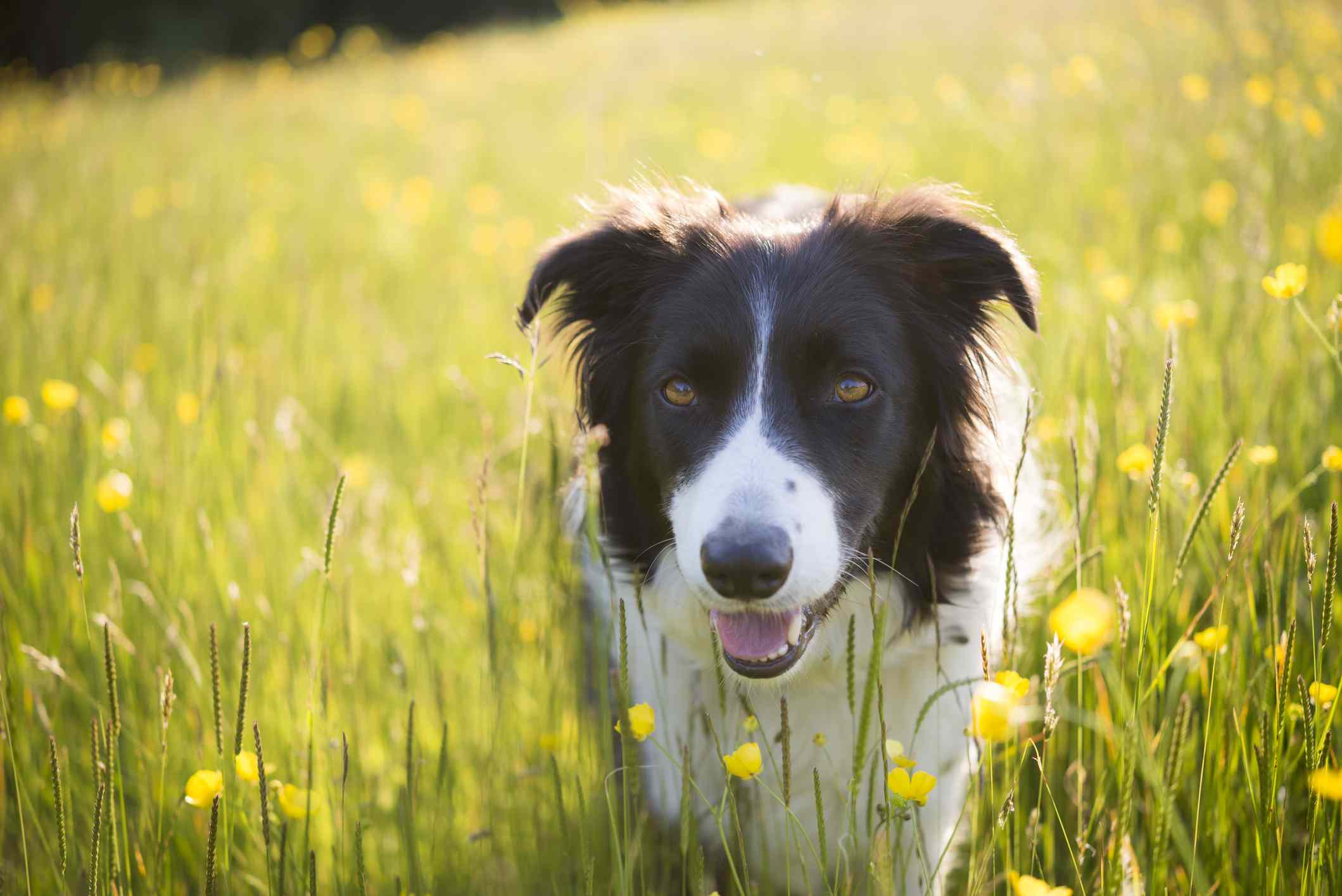 在草地上的边境牧羊犬