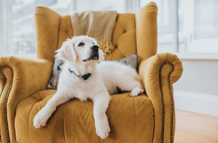 一只金毛猎犬小狗躺在黄色扶手椅上，抬头看向镜头外