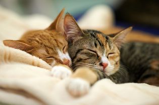 Sleeping cats