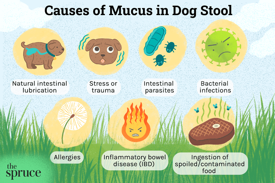 Illustration showing the causes of mucus in dog stool