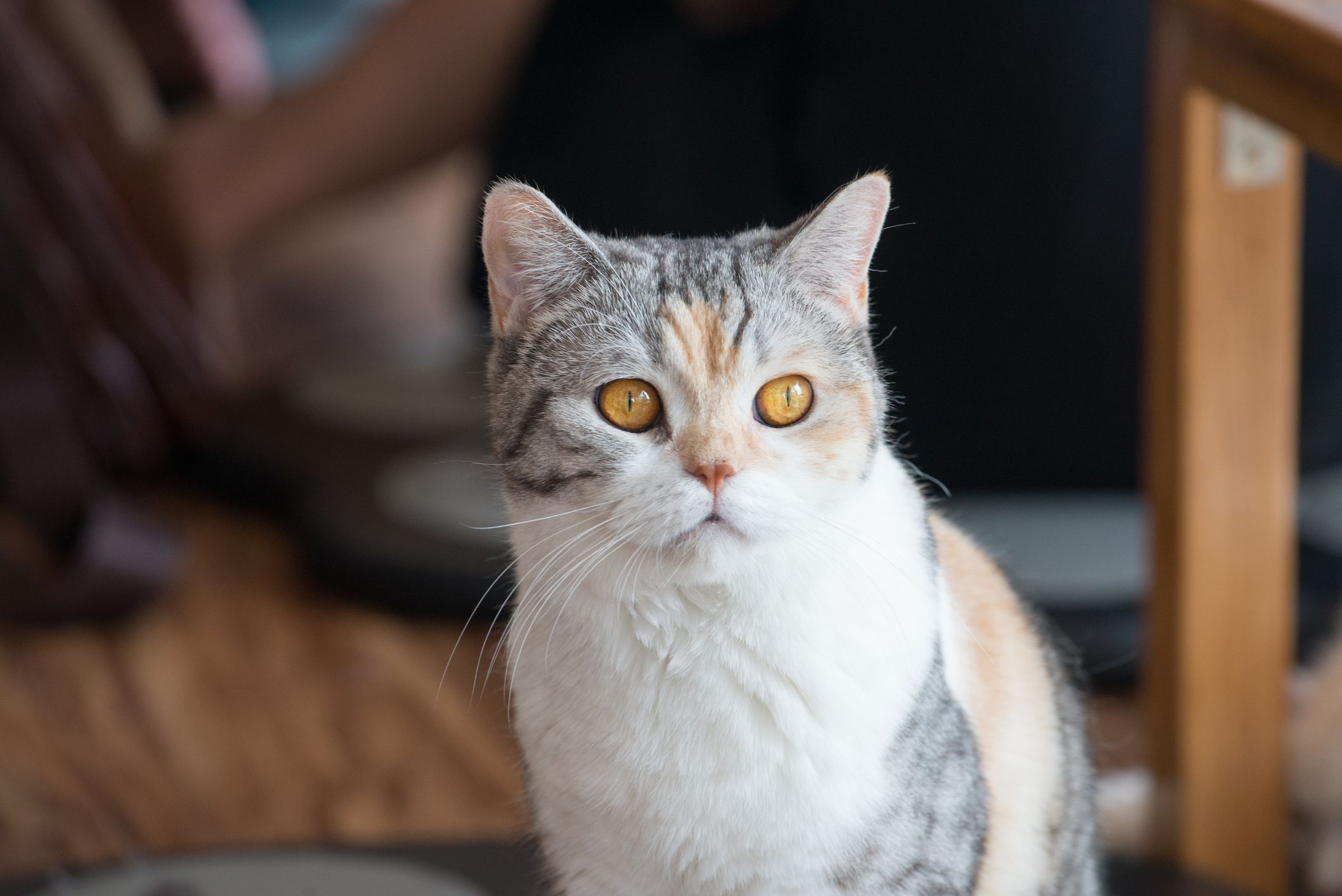 An American Wirehair Cat