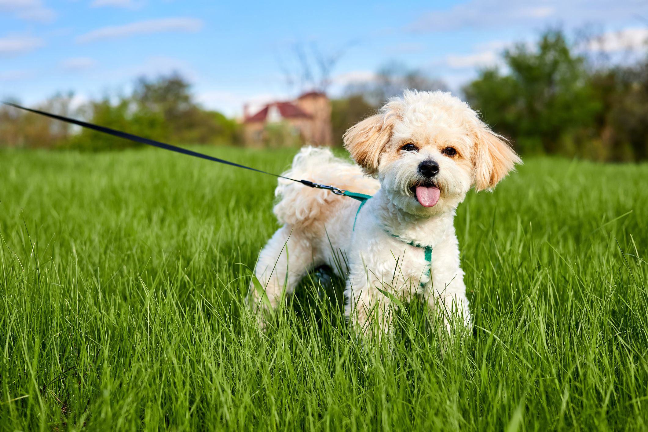 Maltipoo standing in grass while on a leash and harness.