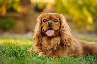 骑士查理王猎犬躺在草地上