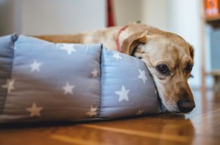 Sad older dog lying down in bed.