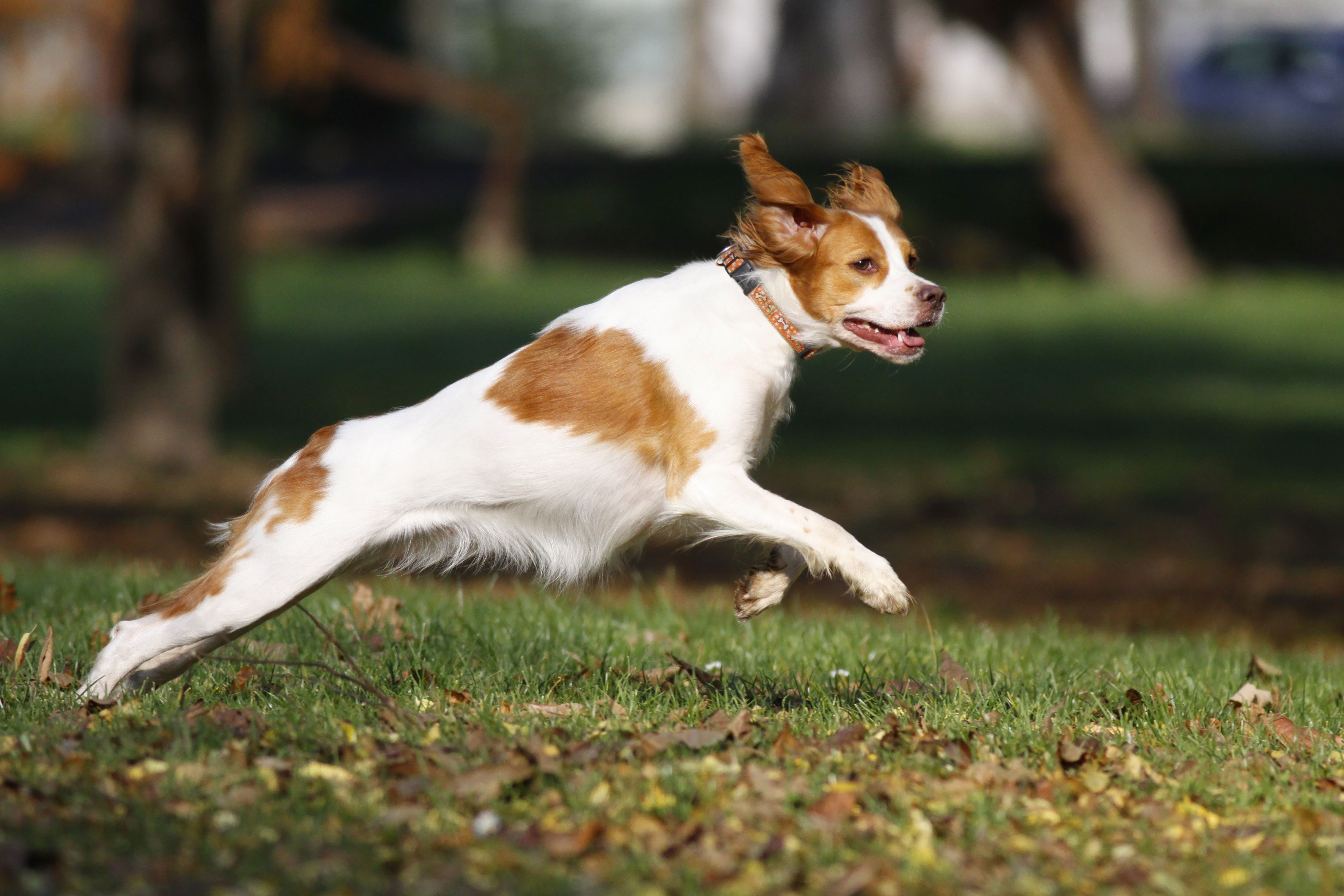 white and brown brittany dog runs on grass