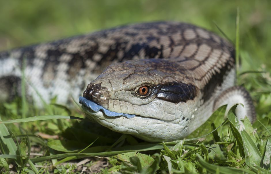 蓝舌石龙子(Tiliqua scincoides)