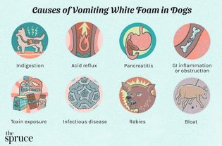 Causes of Vomiting White Foam in Dogs