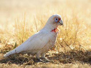 长嘴海螺(Cacatua tenuirostris)