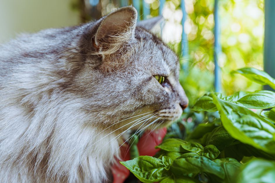 银斑猫嗅着芳香的罗勒植物